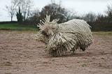 KOMONDOR 136